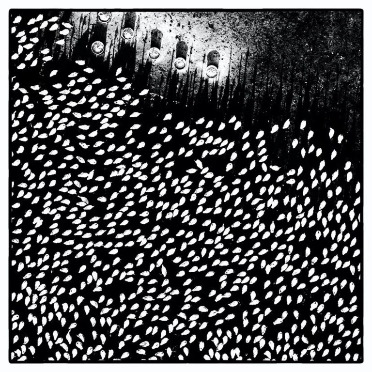 Gaoyou Ducks - 6f60256efb87af4923632edc762c0322_